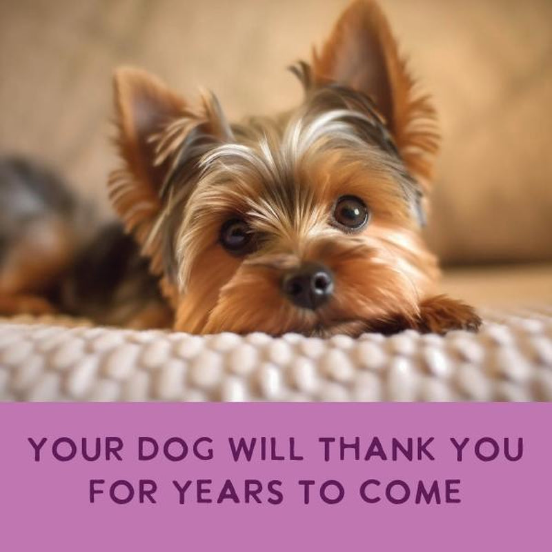 Gently Cooked Lamb and Carrot Recipe Dog Food | Health Extension