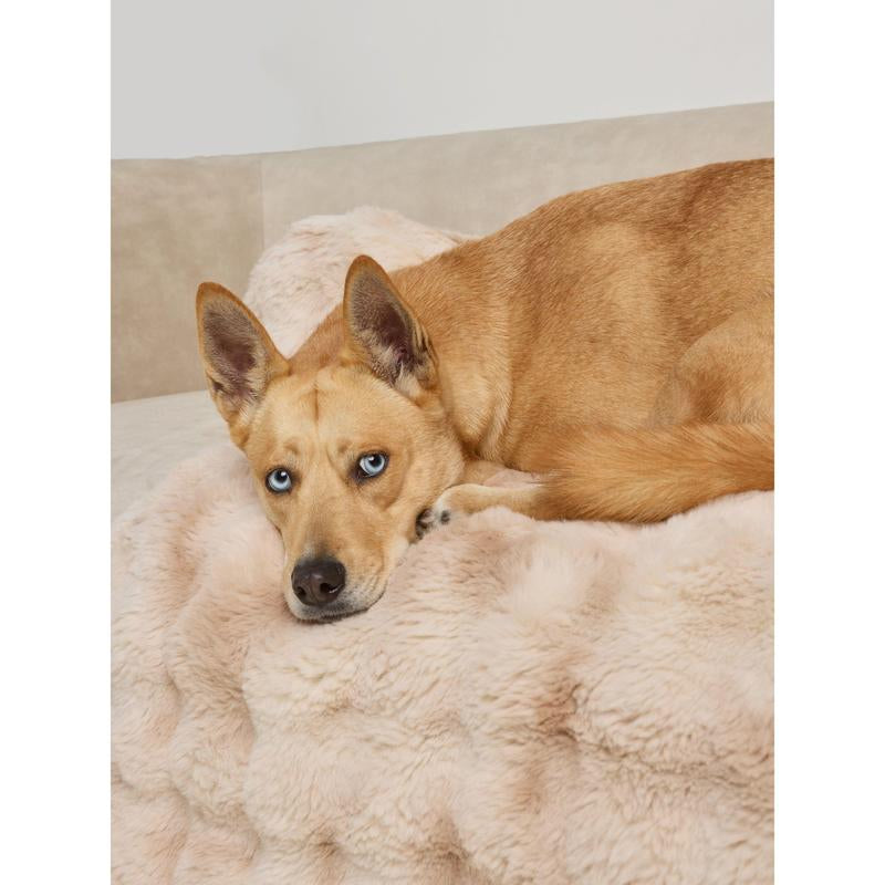 Comfrt | Dream Cloud Pet Sofa Bed